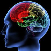 Neuroscience Colleges Neuroscience Colleges