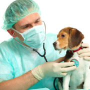 Veterinary/Animal Health Technology/Technician and Veterinary Assistant Colleges Veterinary/Animal Health Technology/Technician and Veterinary Assistant Colleges